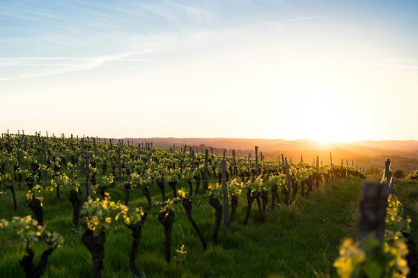 Comment organiser une visite des vignobles en Toscane sans guide?